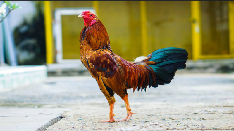 Nuôi gà cựa sắt đúng cách vô cùng quan trọng
