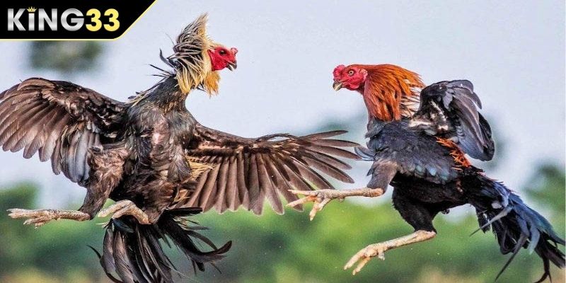 Chọi gà cựa tròn phù hợp với nhiều chiến kê