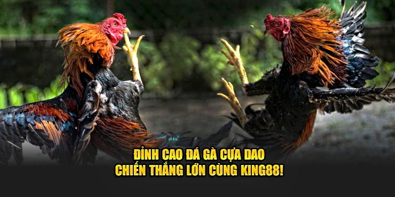 Một số kinh nghiệm cược đá gà cựa dao king33 giúp bạn thắng lớn
