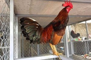 Gà đá bo to thường có tính cách hung hăng