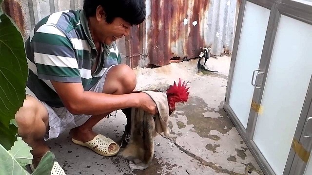 Anh em nên đảm bảo không gian Nuôi Gà Đá Cựa Sắt Đúng Cách hợp lý